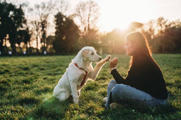 The Ultimate Dog Training Methods for Every Breed